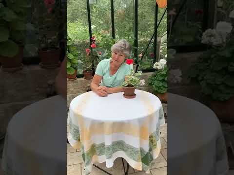 YouTube-Video-Thumbnail