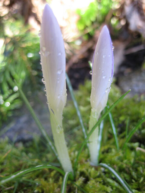 Elfenkrokusse