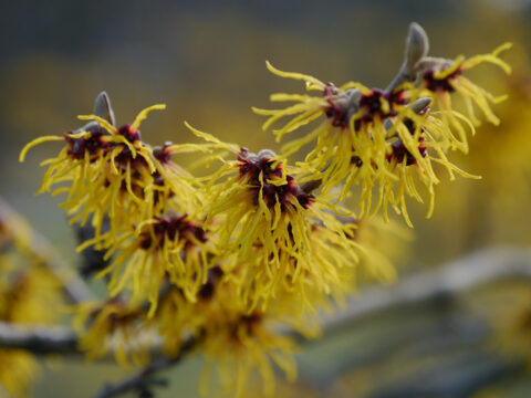Hamamelis mollis, die Zaubernuss