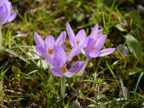 Elfenkrokusse mit Bienen