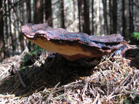 Baumschwamm im Zauberwald