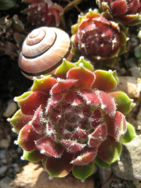 kleine Hauswurz