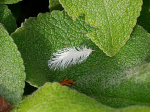 Entenfeder auf Blatt