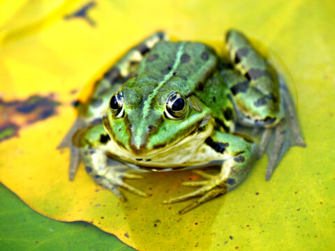 Teich-Frosch 