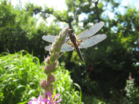 Vierfleck-Libelle in Wurzerls Garten