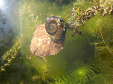 Die Posthorn-Schnecke in Wurzerls Gartenteich