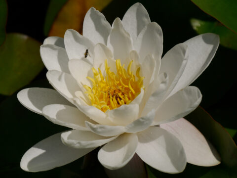 weiße Seerose, Nymphea alba in Wurzerls Gartenteich