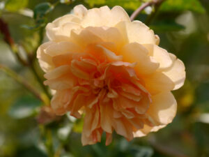 Rosa 'Port Sunlight', Nymans Garden, im Rosen-Garten