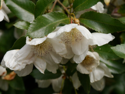 Eucryphia x nymansensis, Scheinulme, Nymans Garden