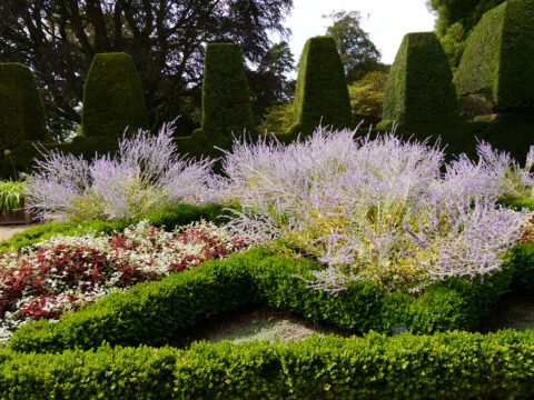 Der zweite kleine Hausgarten von Nymans Garden, Hecke mit Mauer-Zinnen-Topiary