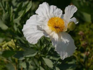 Romneya coulteri, Kalifornischer Baummohn, Nymans Garden