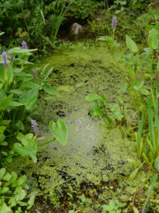 Der kleine Teich im Romantischen Garten