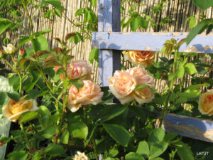 Im Rosengarten