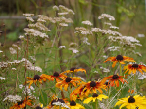 Rudbeckia und Schafgarbe