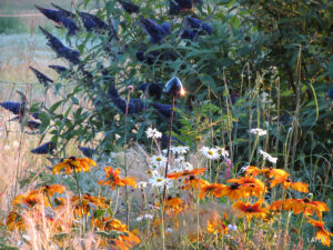 Buddleja und Rudbeckia