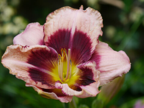 Hemerocallis, Taglilien-Blüte