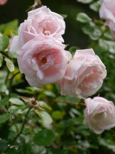 Rosa 'New Dawn' in Wurzerls Garten