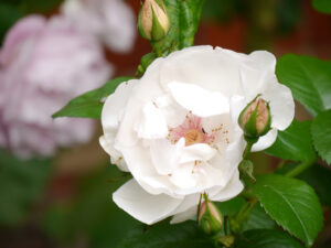 Rose 'Jacqueline du pré' in Wurzerls Garten
