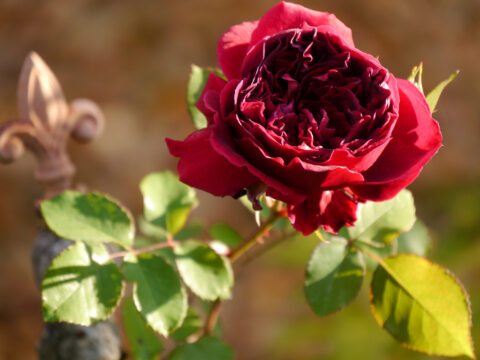 Die englische Rose 'Munstead Wood' in Wurzerls Garten
