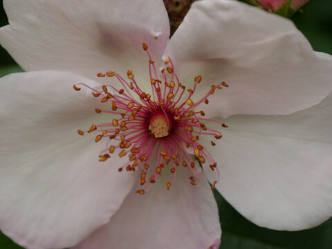 Rosa'Sweet Pretty' in Wurzerls Garten