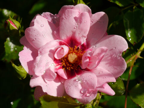 Rose 'Bright Eyes' (Synonym 'Angel Eyes') in Wurzerls Garten