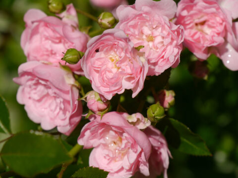 Rosa 'The Fairy' in Wurzerls Garten