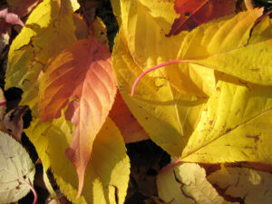 Herbstlaub in Wurzerls Garten