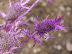 Eryngium laevenworthii, Edeldistel