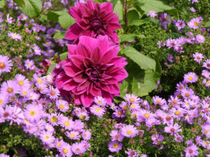 Dahlia 'Thomas Edison'