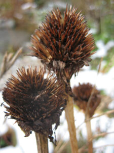 Samenstand Echinacea