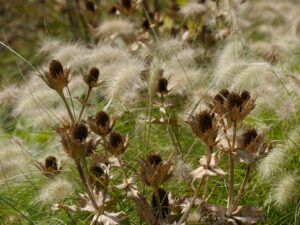 Eryngium und Gräser, Samenstände