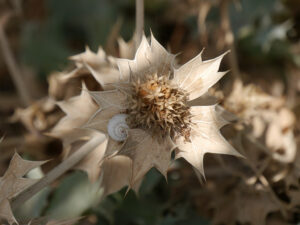 Eryngium maritimum, Stranddistel, Antalya