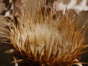 Samenstand Silybum marianum, Mariendistel Wurzerls Garten