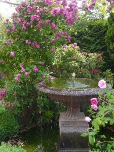 Brunnen am Garten-Eingang Petra Steiner mit Rose 'Perennial Blue'Ros