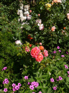 Rosa 'A Shropshire Lady', Rosa 'Moonlight' und Rosa 'Gebrüder Grimm' und Geranium psilostemon 'Patricia' im Garten Petra Steiner