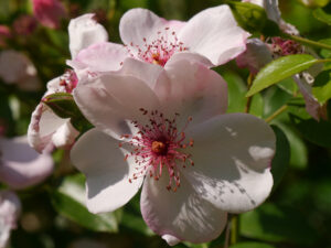 Rosa 'Sweet Pretty', Garten Schroth