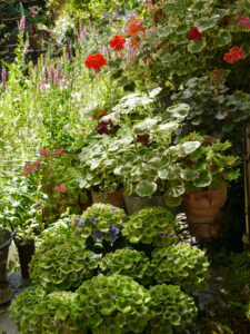 Die Pelargonien auf der Terrasse, Wurzerls Garten 