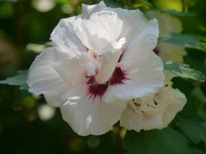 Hibiscus syriacus, Wurzerls Garten
