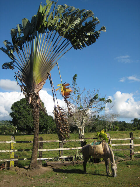 Baum der Reisenden, Ravenala, Rancho Capote, Dominikanische Republik. 
