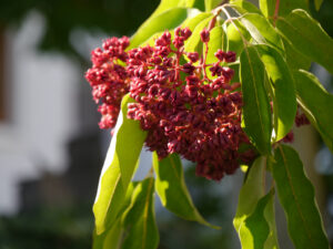 Bienenbaum, Tetradium daniellii var. hupehensis syn. Euodia Martina Krause Braunschweig
