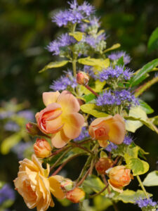 Rosa 'Ghislaine de Feligonde', Caryopteris clandonensis 'Summer Sorbet', Eulengarten Martina Krause, Braunschweig