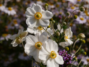 Anemone 'Honorine Jobert', Eulengarten, Martina Krause, Braunschweig