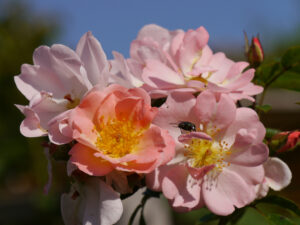 Rosa 'Open Arms', Eulengarten, Martina Krause, Braunschweig