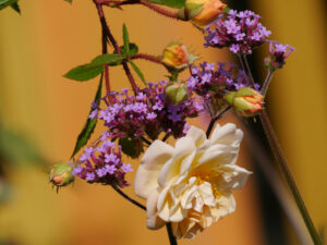 Rosa 'Ghislaine de Feligonde', Verbena bonariensis, Eulengarten, Martina Krause, Braunschweig