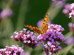 C-Falter, Eulengarten, Martina Krause, Braunschweig