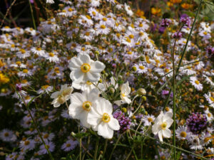 Anemone 'Honorine Jobert', Eulengarten, Martina Krause, Braunschweig