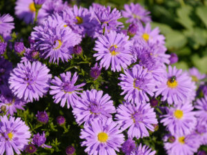 Aster im Eulengarten, Martina Krause, Braunschweig