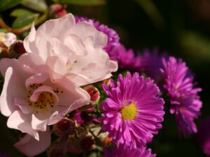 Rosa 'Open Arms' und Aster, Eulengarten, Martina Krause, 