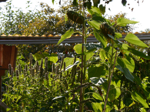 Im Naschgarten, Eulengarten, Martina Krause, Braunschweig