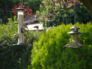 Spatzenhorde beim Futtern, Eulengarten, Martina Krause, Braunschweig